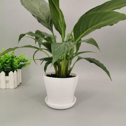 50 Pack 4 Inch Plant Pots Bulk Small Plastic Planters Pots with Drainage Holes Flower Pot for