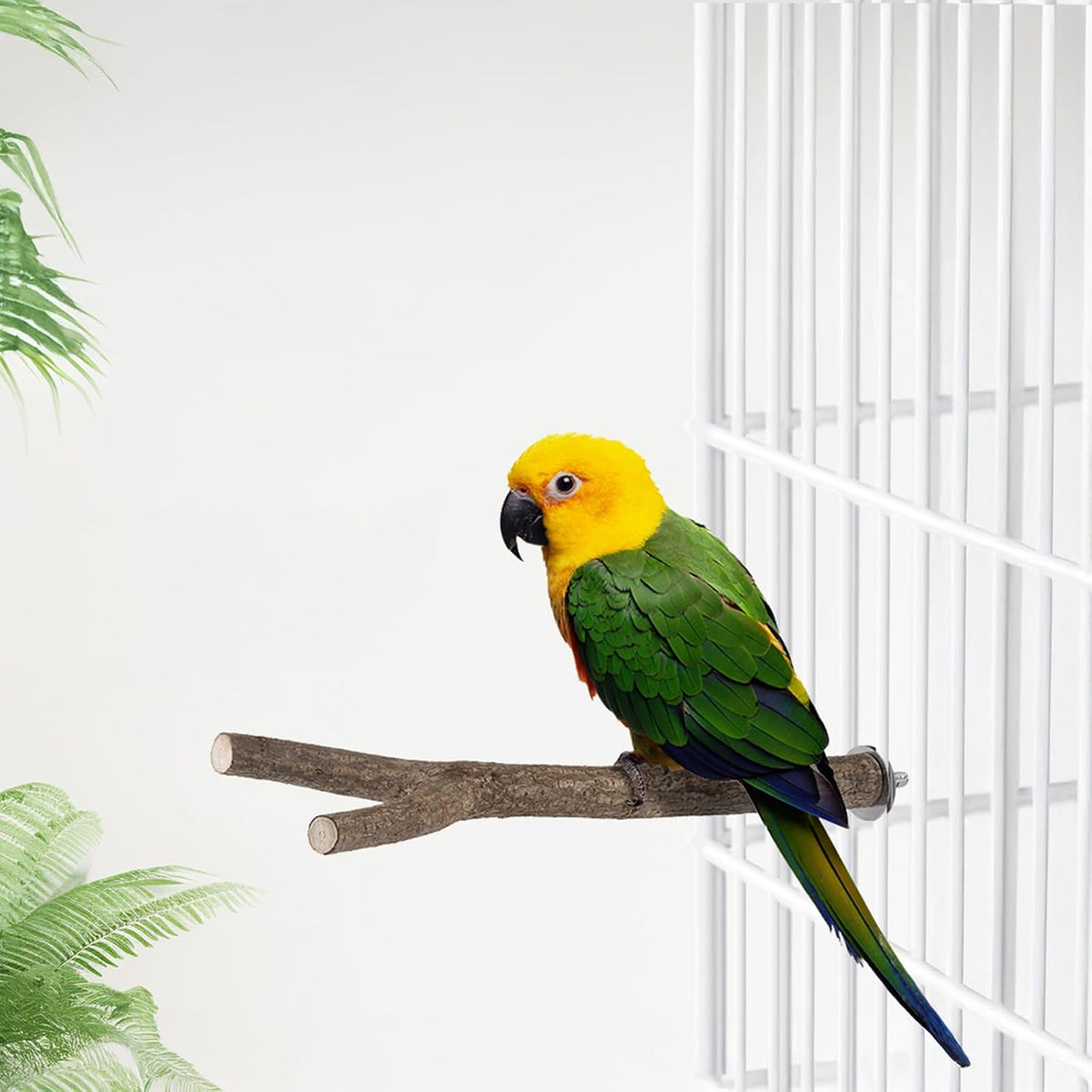 Niteangel Natural Wooden Perches for Bird Cages - Ideal for Cockatiels, Parakeets, Finches & Other