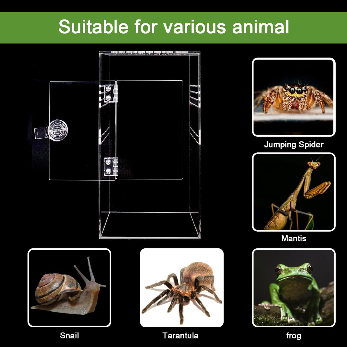 Spider Terrarium Kit, Jumping Spider Enclosure with Hideout, Rope Bridge, Ledge Ladder, Micro