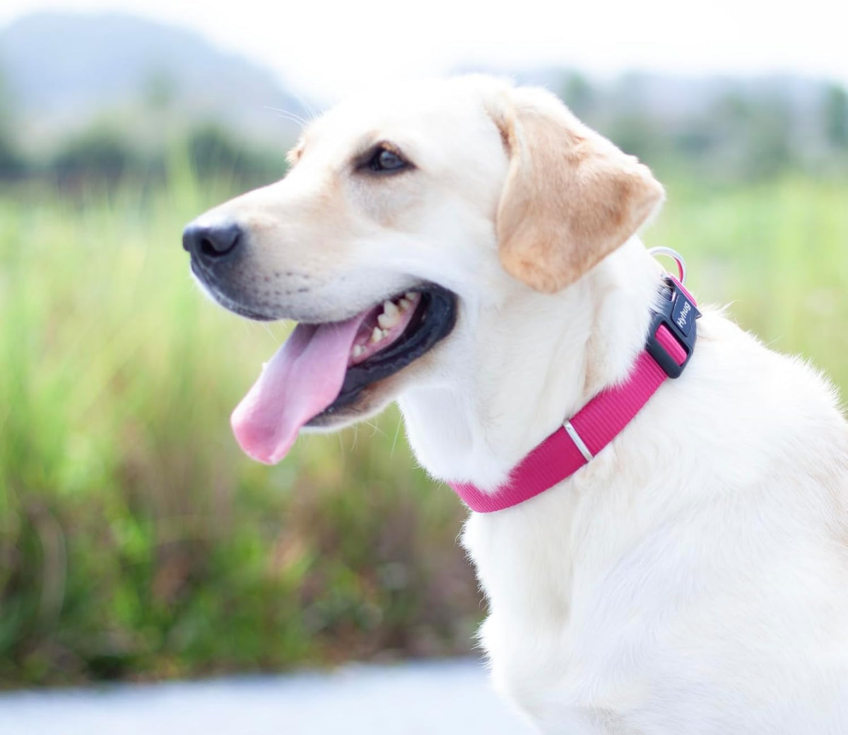 Hyhug Pets Solid Color Classic Regular Heavy Duty Basic Collar for Medium Dogs, Unique Design
