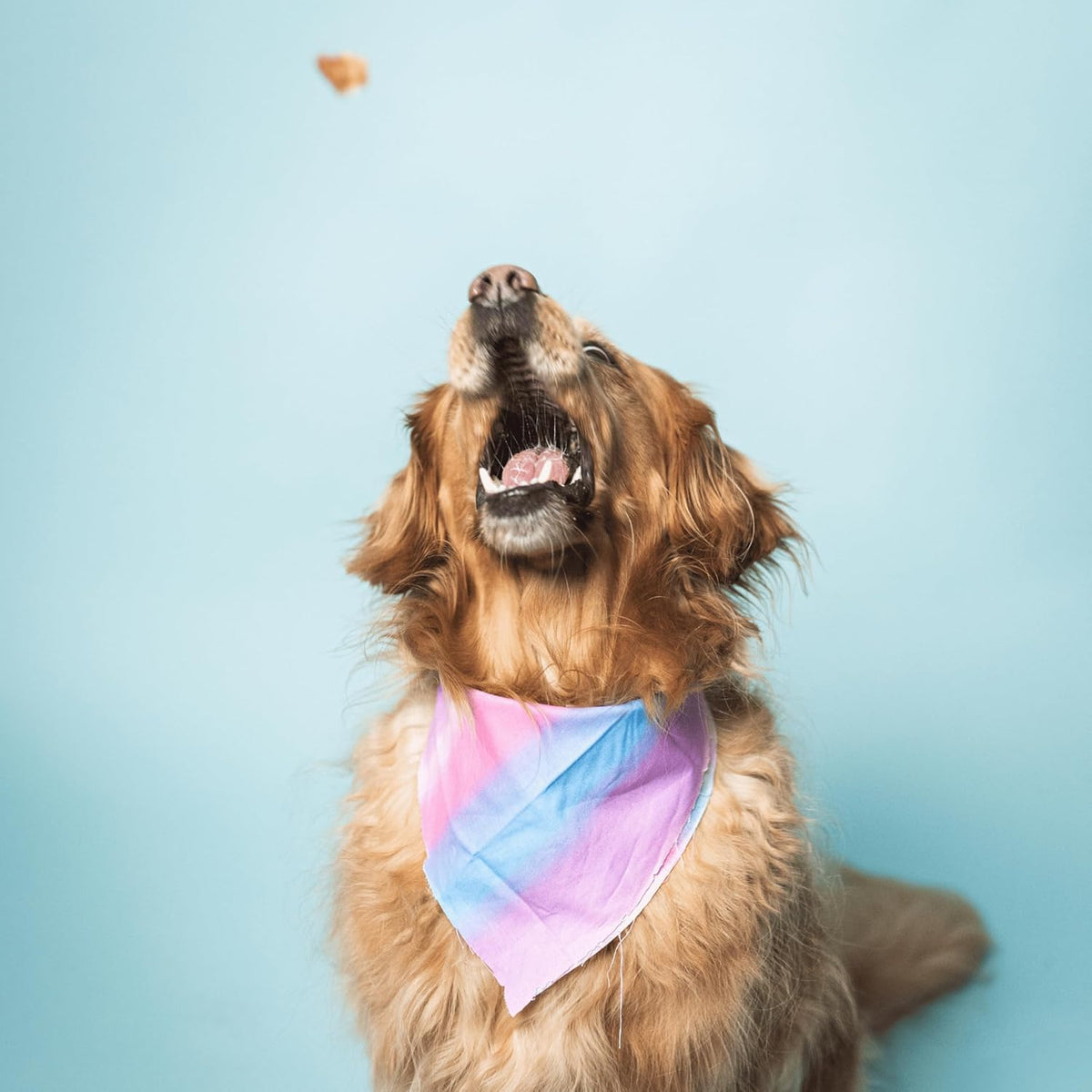 Bundle x Joy Superfood Dog Treats Salmon, Chicken or Beef Jerky Bars - Dog Treats for Snacks and