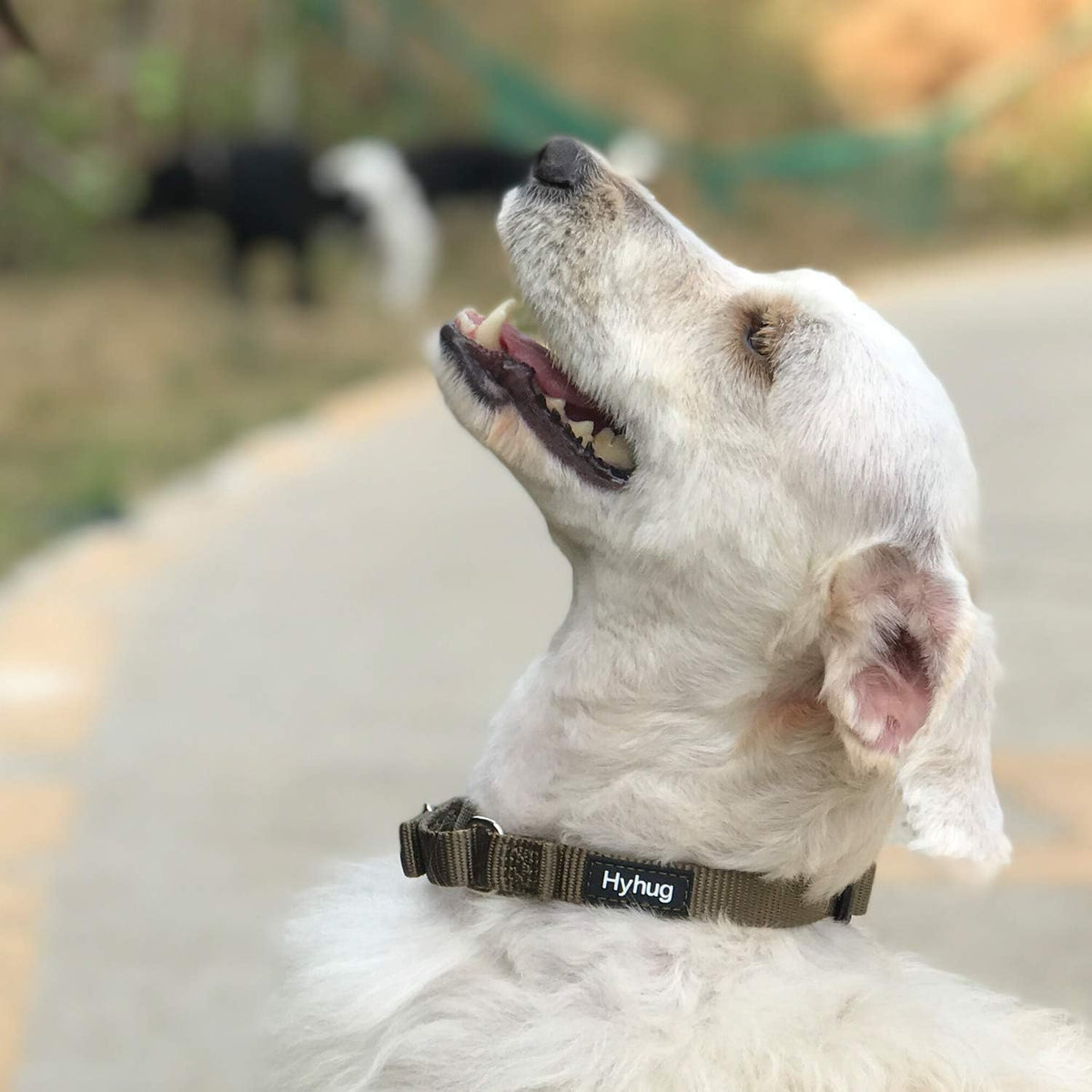 Hyhug Martingale Dog Collar Without Buckle: Escape-Proof, No Slip Heavy Duty Nylon, Colorfast