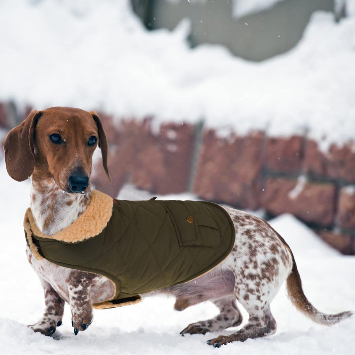 Queenmore Warm Dog Coat, Cold Weather Puffer Dog Coat, Quilting Winter Dog Jacket Ultra Thick Plush