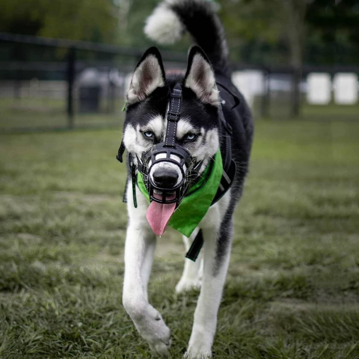 BARKLESS Dog Muzzle, Soft Basket Silicone Muzzle for Dogs to Prevent Biting and Chewing, Breathable