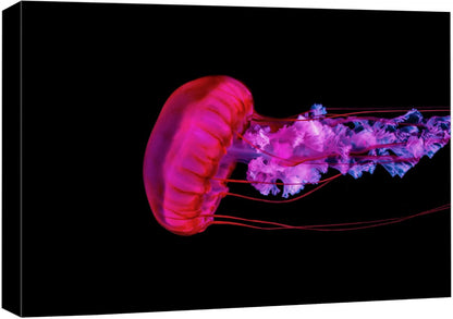 wall26 Canvas Print Wall Art Underwater High Contrast Pink Jellyfish Sea Nature Animals Photography