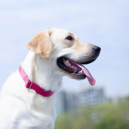 Hyhug Pets Solid Color Classic Regular Heavy Duty Basic Collar for Medium Dogs, Unique Design