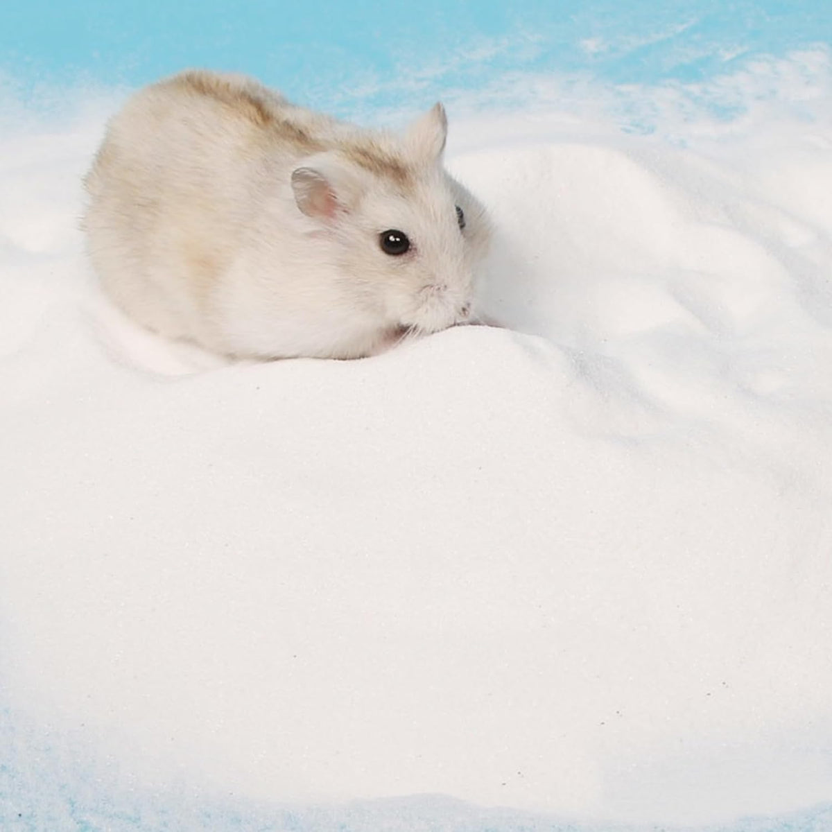 DR.DUDU Hamster Bath Sand, 12lb Dust Free Desert Sand or Potty Litter Sand for Hamster Chinchillas