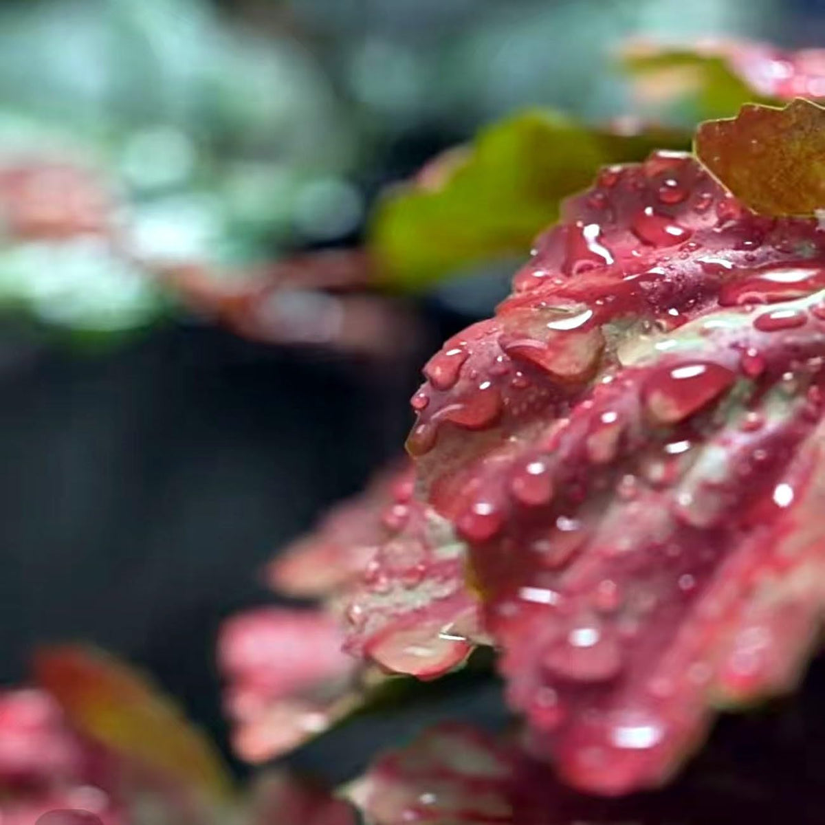 Reptile Plants for Terrarium Decor, Amphibian Habitat Decor, Reptile Tank Accessories, Artificial