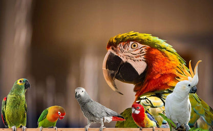 Parrot Food - Parakeet & Cockatiel Food - Cooks in 3-15 min w/Natural & Organic Grains, Legumes