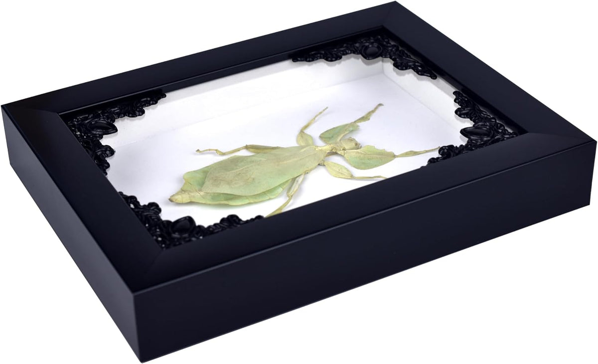 Tarantula or Leaf Insect in Gothic Shadow Box Frame | Mexican Gothic Taxidermy | Witch & Halloween