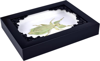 Tarantula or Leaf Insect in Gothic Shadow Box Frame | Mexican Gothic Taxidermy | Witch & Halloween