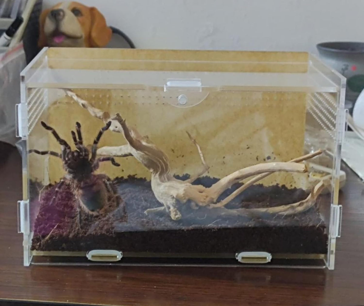 Magnetic Acrylic Case, micro habitat small Tarantula Enclosure enclosure for arboreal Tarantula
