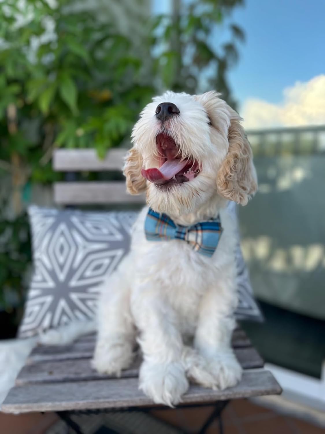 Lionet Paws Boy Dog Collar with Bowtie, Comfortable Adjustable Cute Blue Plaid Bow Tie Collar for
