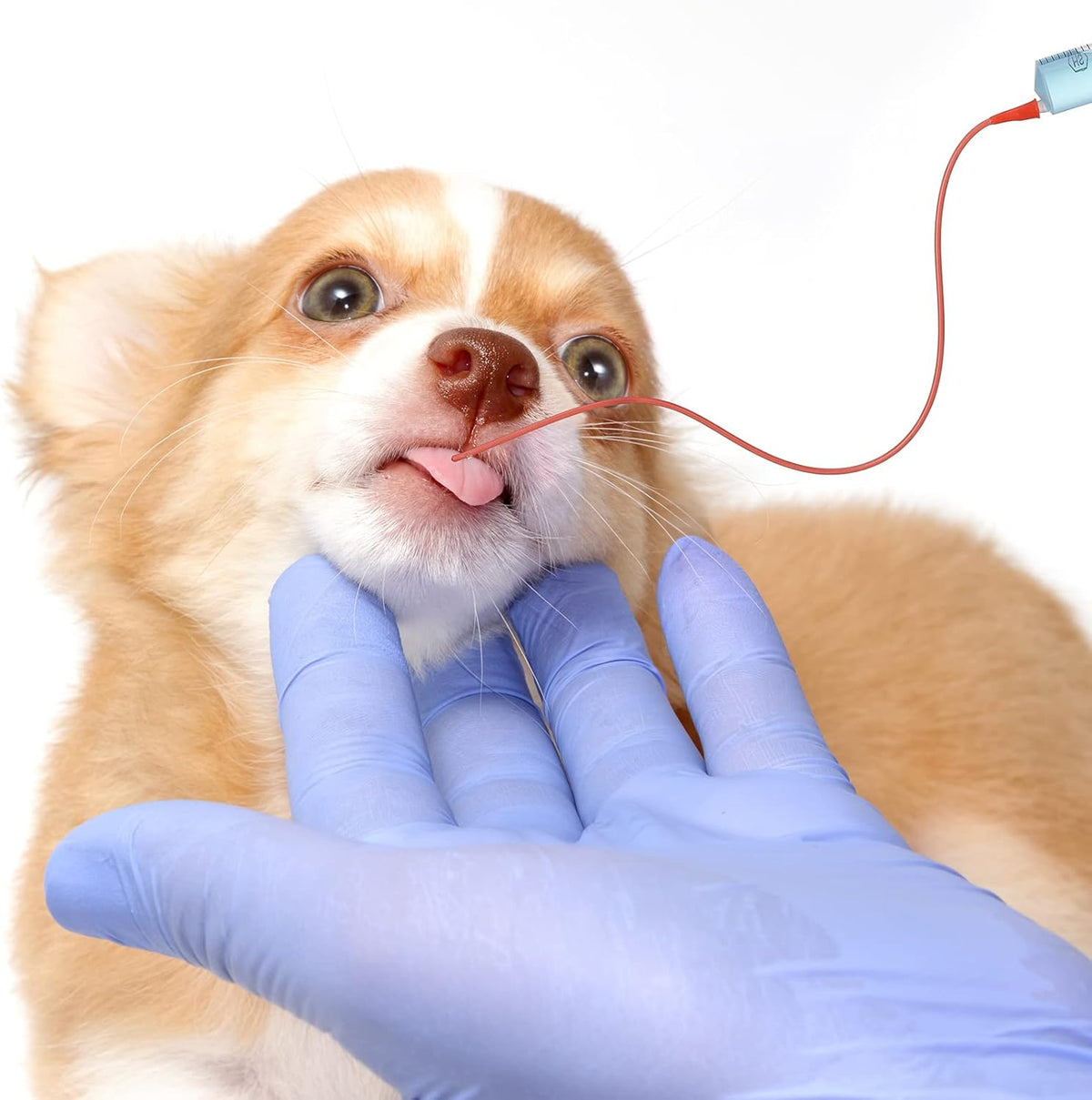 3 Sets Puppy Kitten Feeding Tube Kit Includes 3 Pcs 8 FR Red Rubber Feeding Tubes and 3 Pcs 30 ml