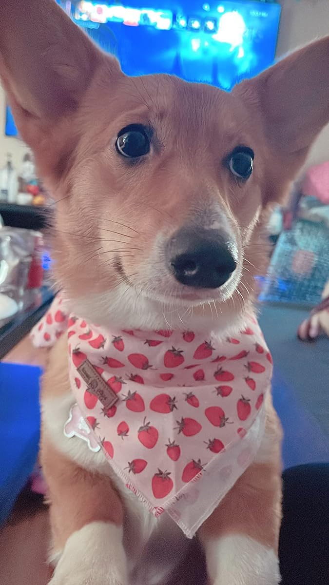 Lionet Paws Dog Bandana,Fabric Pink Dogs Kerchief for Medium Large Dogs,Dog Cotton Triangle Bibs