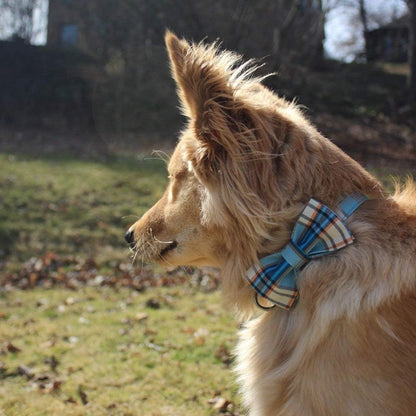 Lionet Paws Boy Dog Collar with Bowtie, Comfortable Adjustable Cute Blue Plaid Bow Tie Collar for