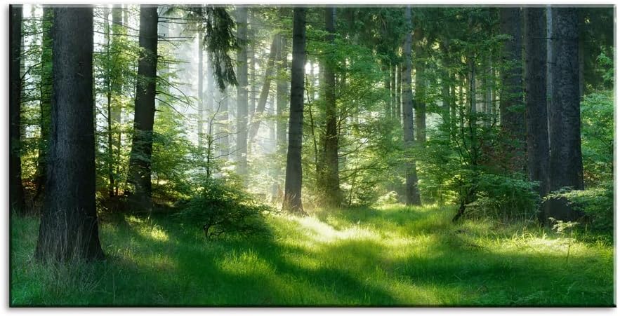 Morning Sunlight Forest Large Stretched Canvas Wall Art for Living Room Bedroom Home,Mordern Woods