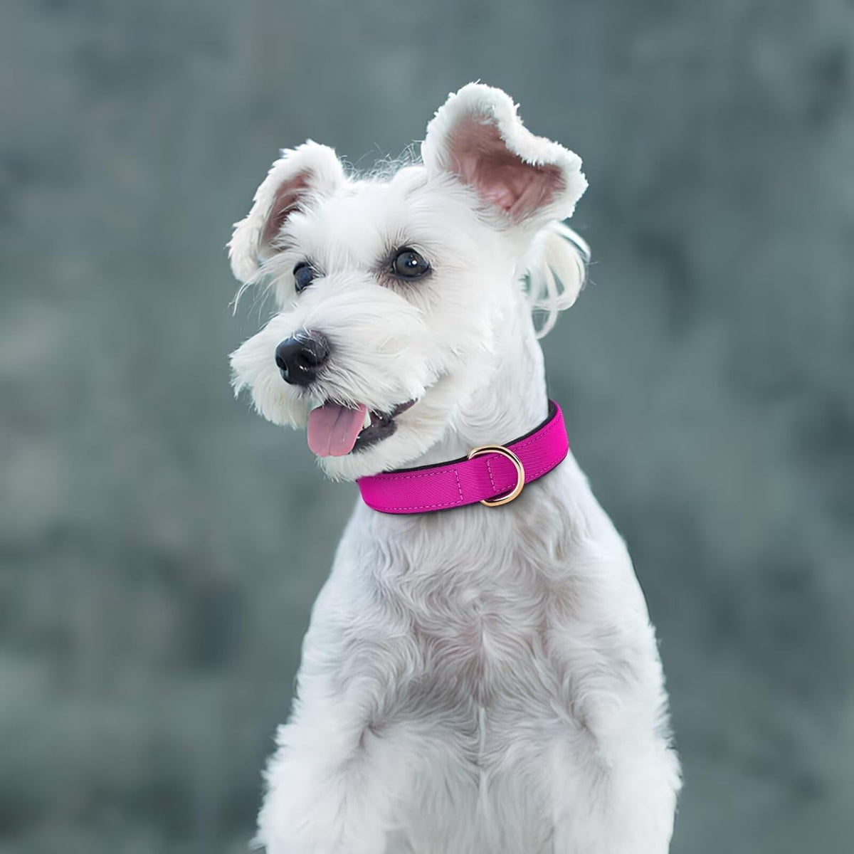 Didog Soft Padded Dog Collars for Small Dogs, Lightweight and Breathable Dog Collar with Metal
