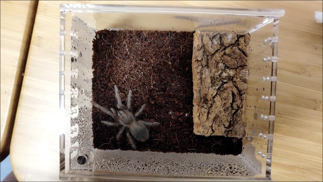Insect breeding Box Reptile Feeding Box, Waterproof Enclosure Enclosure for arboreal Tarantula