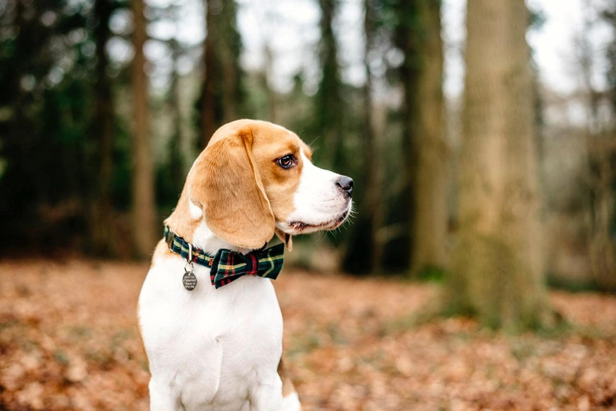 Lionet Paws Christmas Dog Collar with Bowtie Durable Adjustable Handmade Comfortable Bow Tie Dog