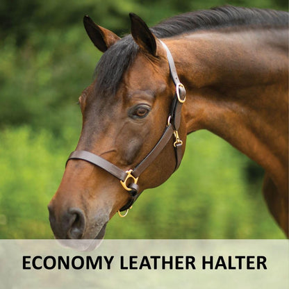 Dura-Tech Premier Lancaster Leather Halter for Horses | Simple Economy Leather Halter with