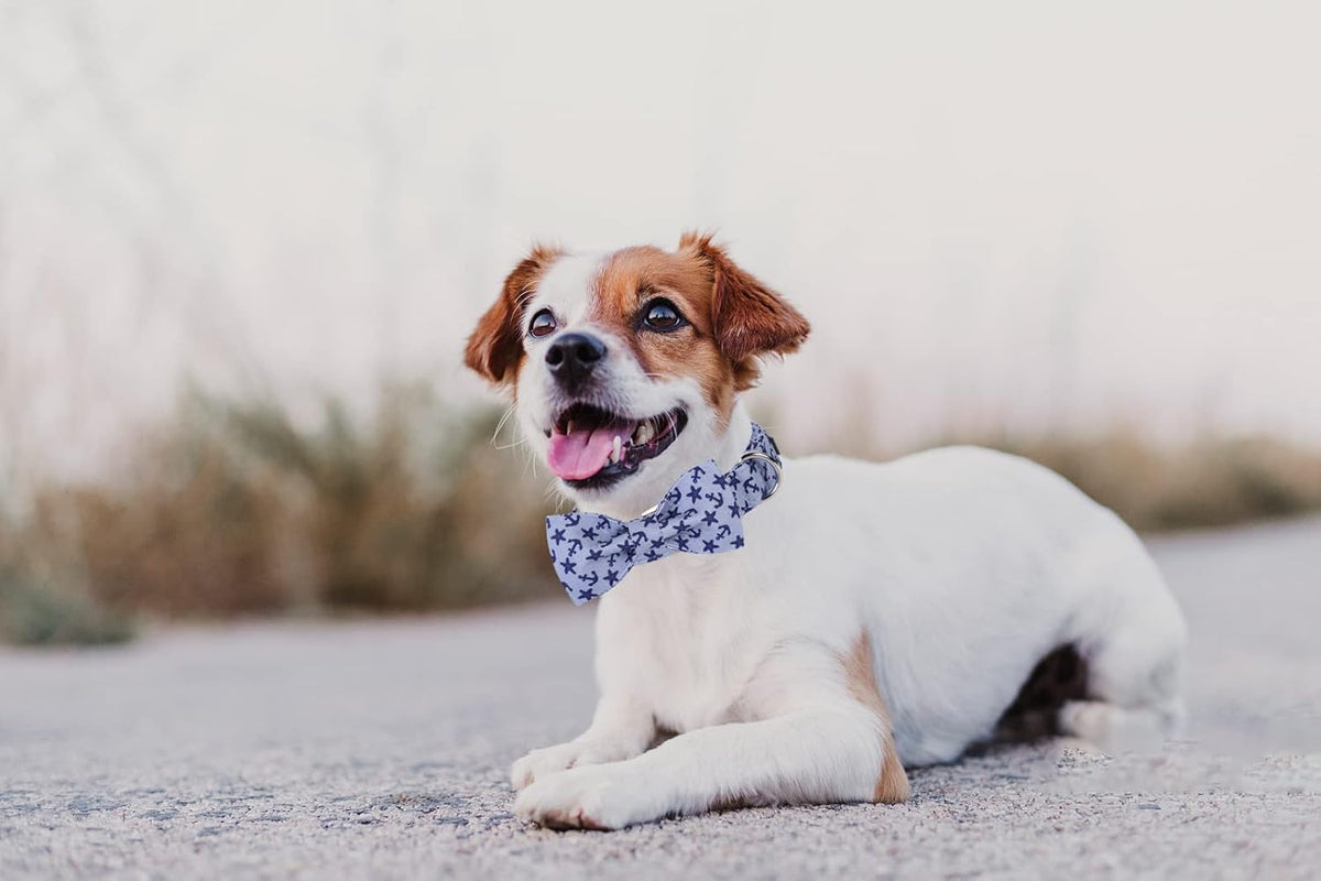 Lionet Paws Dog Collar with Bowtie, Summer Bowtie Collar for Dog,Adjustable Comfortable Dog Collar