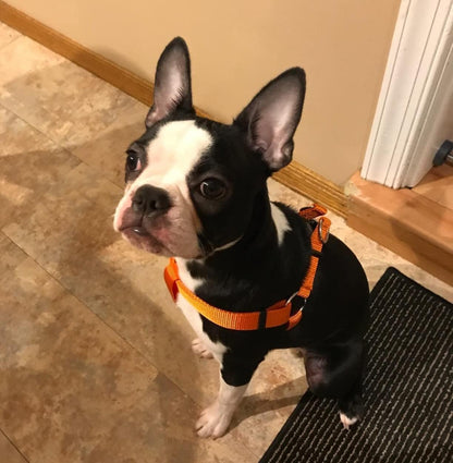 PUPTECK No Pull Dog Harness Soft Adjustable Basic Nylon Step in Puppy Vest Outdoor Walking with ID