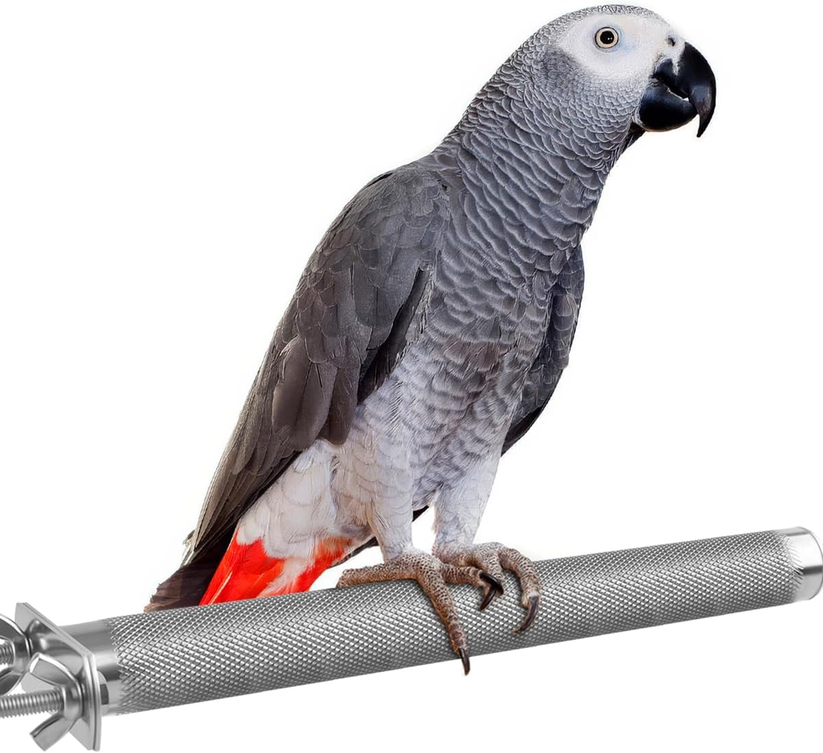 KATUMO Bird Perch - Stainless Steel - Rough Surface Stand for Small to Medium Parrots (9.8 x 1.0