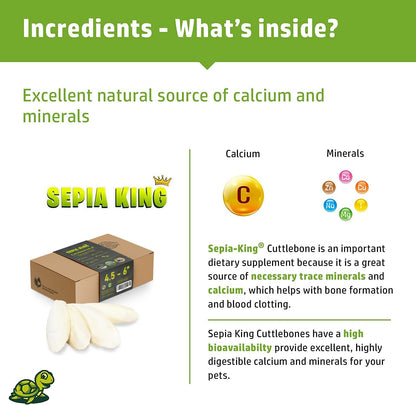 Medium - 100% Natural Calcium Supplement - Premium Cuttlebone Perfect for Birds, Tortoises, Snails