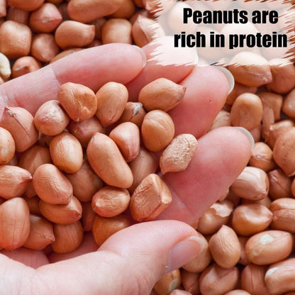 Old Potters Wildlife Shelled Peanuts, 10 lbs for Birds, Squirrels, and Wildlife. USA Grown Non-GMO