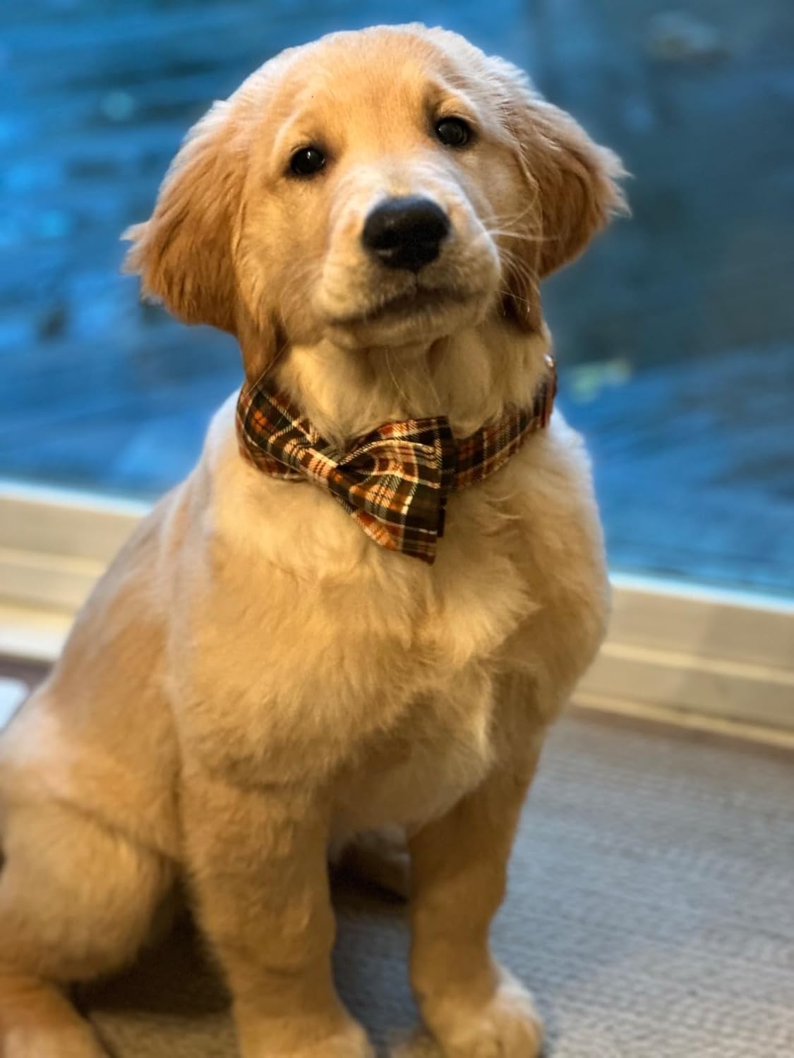 Lionet Paws Halloween Dog Collar with Bowtie - Cute Cotton Adjustable Fall Bowtie Dog Collar with