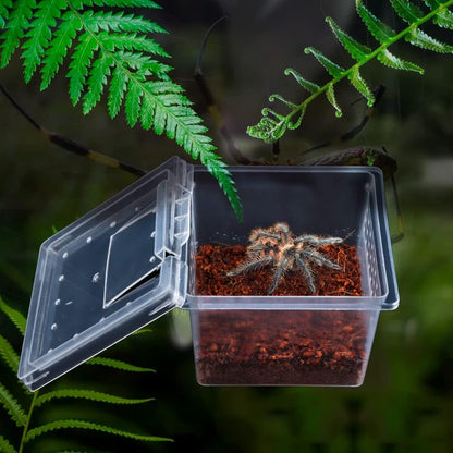 10 Pack Small Size Spider Terrariums Breeding Box Hatching Container Insect Scorpion Centipede