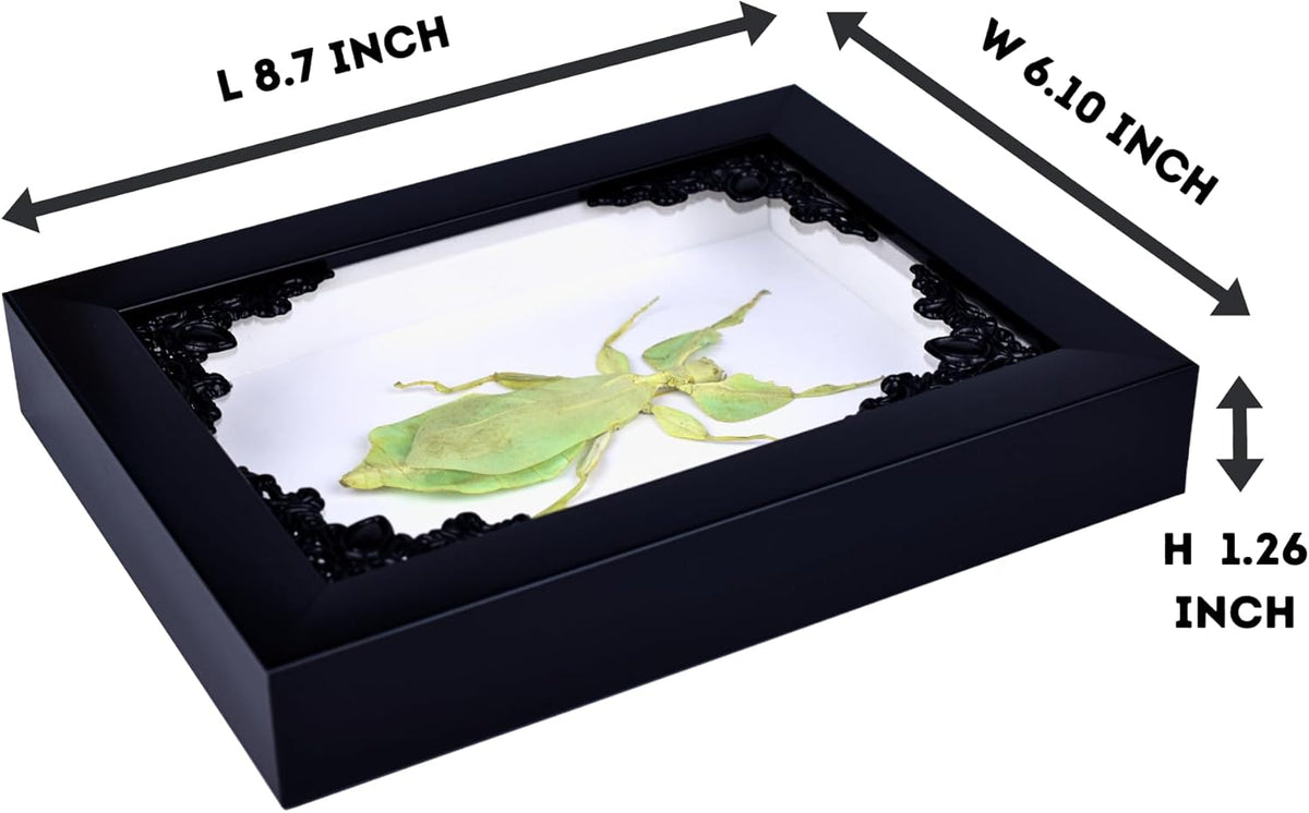 Tarantula or Leaf Insect in Gothic Shadow Box Frame | Mexican Gothic Taxidermy | Witch & Halloween