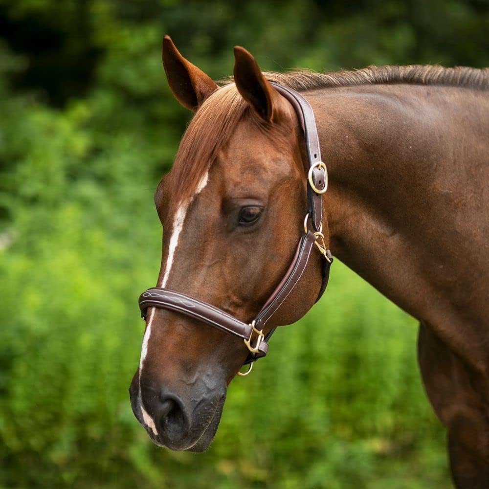 Joseph Sterling Comfort Crown Leather Halter for Horses | Memory Foam Interior for Comfort |