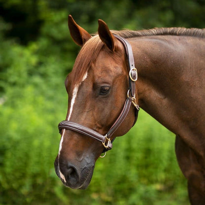 Joseph Sterling Comfort Crown Leather Halter for Horses | Memory Foam Interior for Comfort |