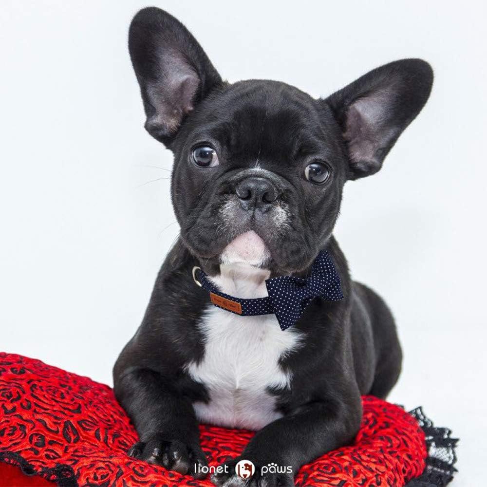 Lionet Paws Boy Dog Collar with Bowtie, Comfortable Adjustable Cute Navy Blue Bow Tie Collar for