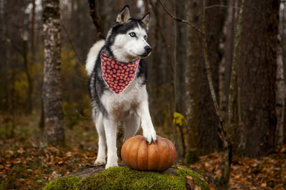 Lionet Paws Halloween Dog Bandana for Small Medium Large Dogs, Cat Dogs Kerchief Triangle Bibs