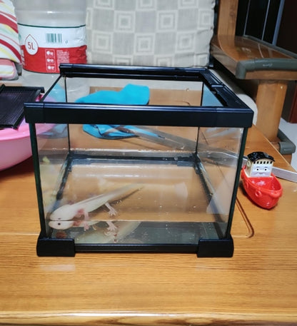 Mini Reptile Glass Terrarium Tank, cage for Tarantula Sling Geckos, Frog, Lizards