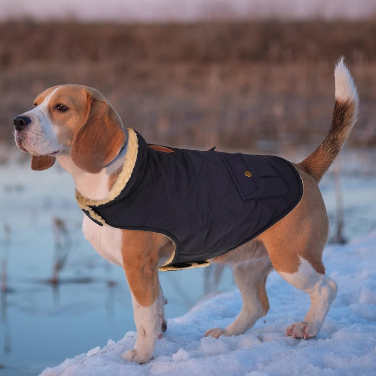 Queenmore Warm Puffer Dog Coat, Quilting Winter Jacket Ultra Thick Plush Lining with Storage