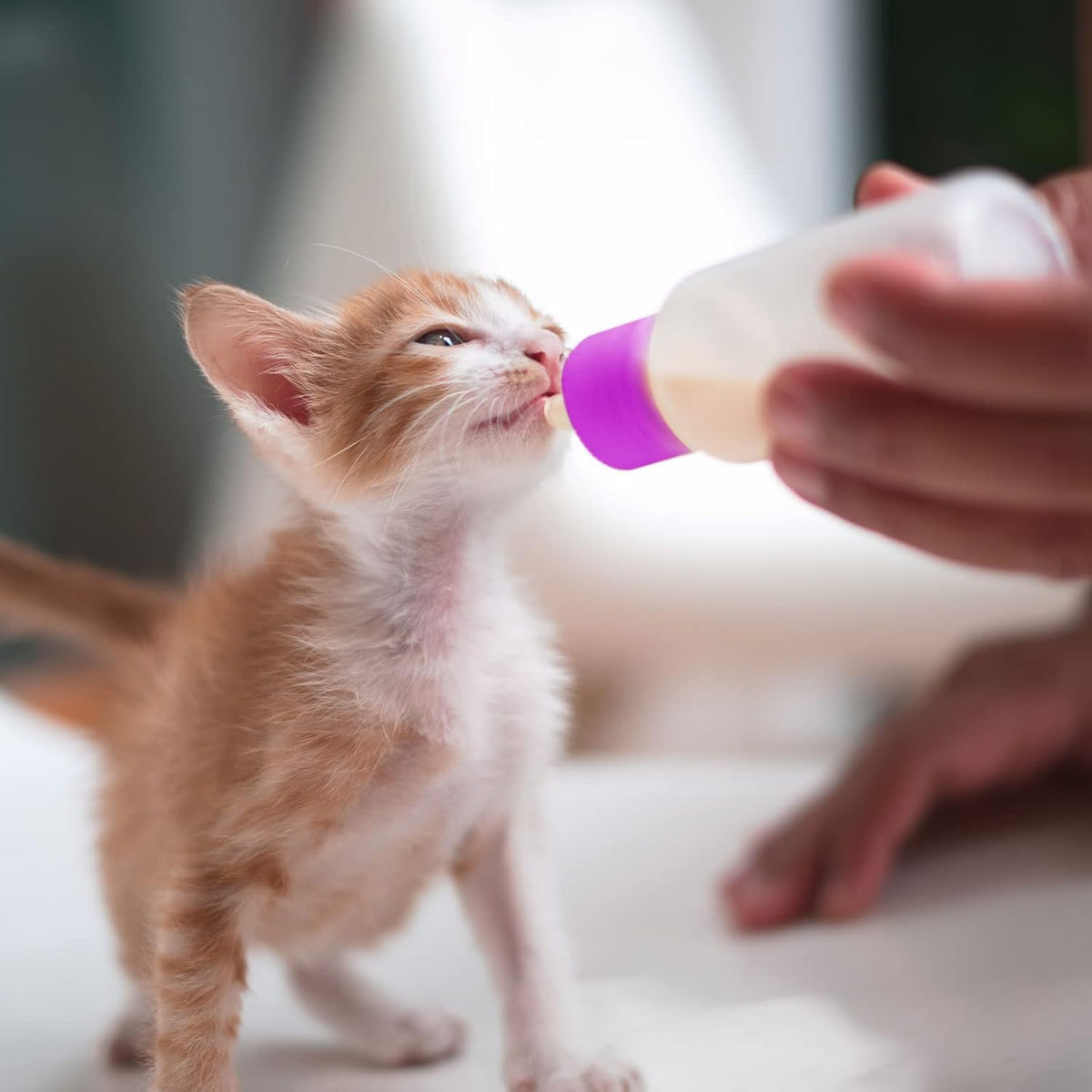 Tondiamo 16 Pieces Pet Feeding Bottle Kit Kitten Bottles Kitten Milk Replacer Puppy Milk Feeder