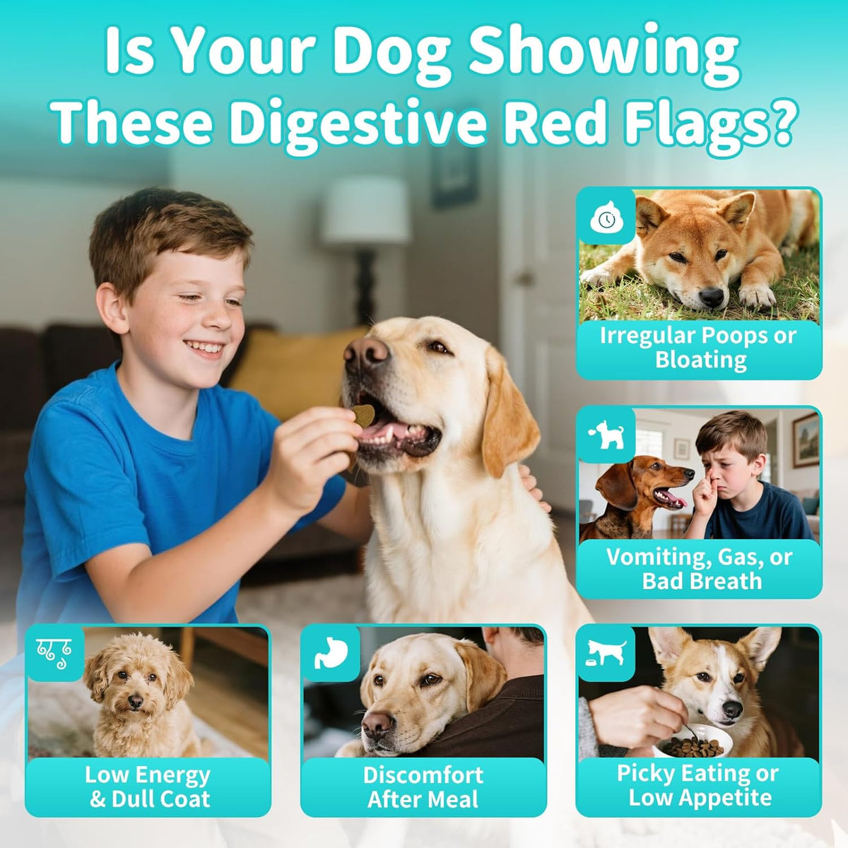 Probiotics for Dogs, Digestive Enzymes for Gut Health Support, Dog Fiber Supplement with Pumpkin