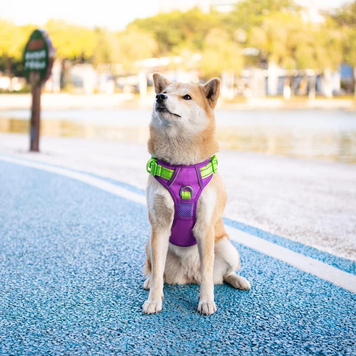 PHOEPET No Pull Dog Harness, Unique Colors Reflective Adjustable Dog Vest, with Soft Training