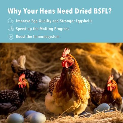 5LB Dried Black Soldier Fly Larvae Treat for Chicken More Calcium Than Mealworms,for Laying