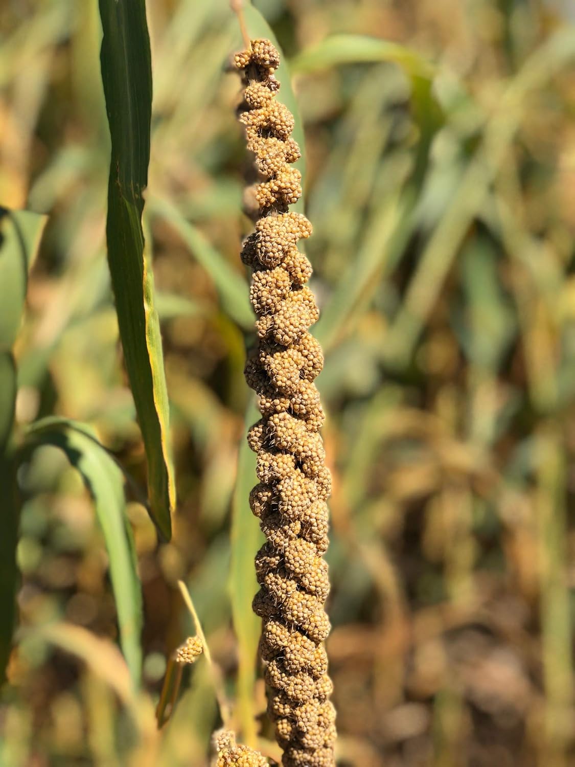 Birds LOVE Economy & Thin Special Spray Millet – 5 lb GMO-Free, No Stems (Only Edible Tops)
