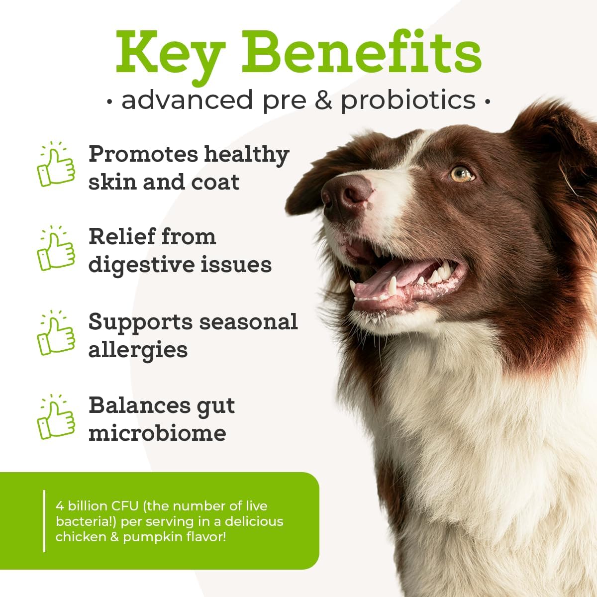 Dr. Joseph's VetPro Complete Advanced Powdered Pre & Probiotics for Dogs, 90 Scoops, Supports Gut