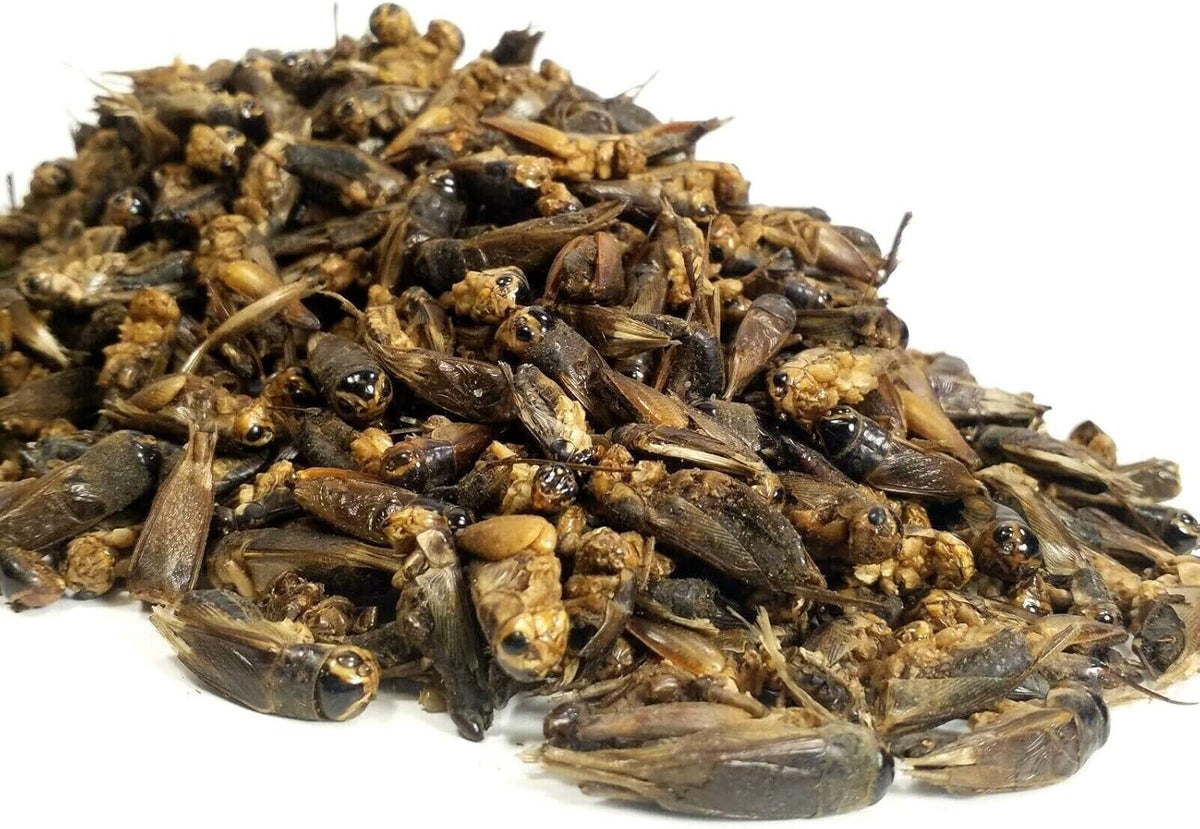 Aquatic Foods Inc. Crickets - Freeze Dried Crickets for Tropical Fish, Reptiles, Turtles, Tortoises