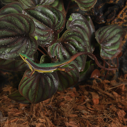 IBWell Fake Reptile Plants for Reptile Terrarium Plants, Reptile Plant Décor, Turtle Tank Plants