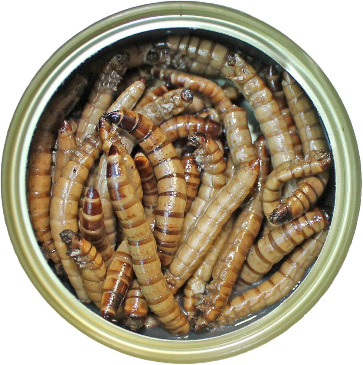Canned Superworms (1.2 oz.) - Healthy High Protein Insect Treat - Hedgehogs, Sugar Gliders