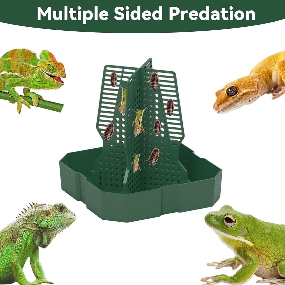 Chameleon Feeder+Bearded Dragon Feeder for Mounted Insect with Rope and Tweezers, Tank and Aquarium