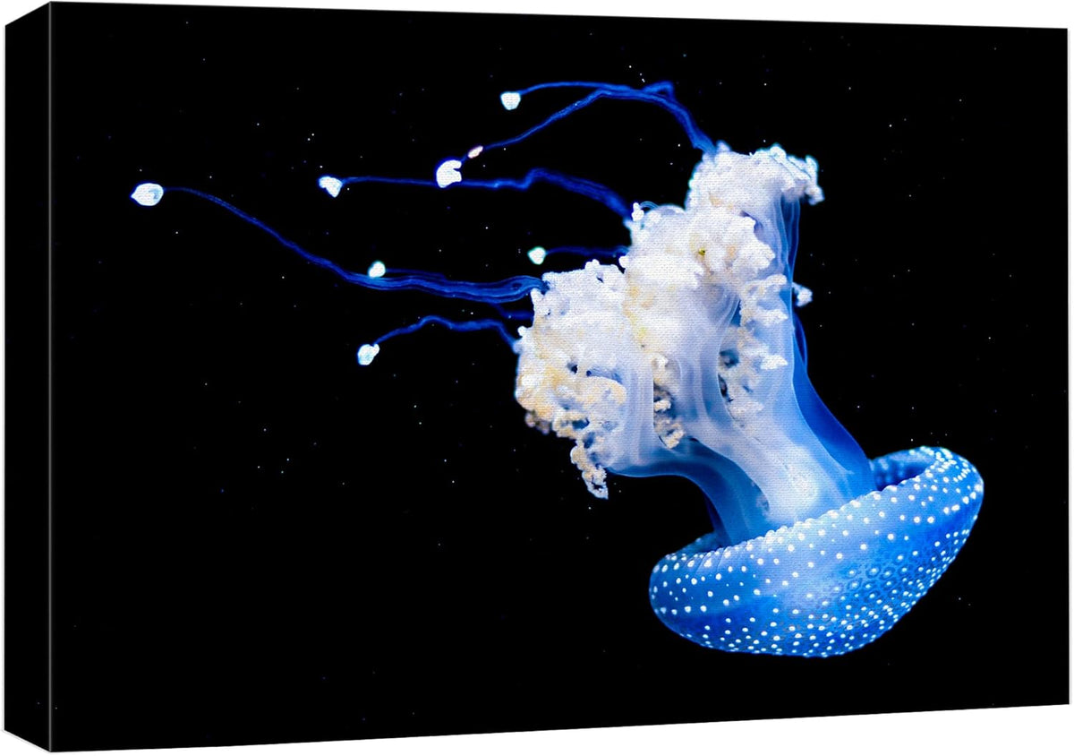 wall26 Canvas Print Wall Art Mystic Fantasy Tropical Blue X-Ray Jellyfish Nature Animals